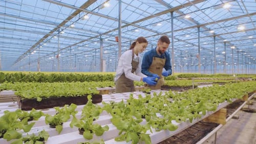 Plant Breeders Working in Hothouse
