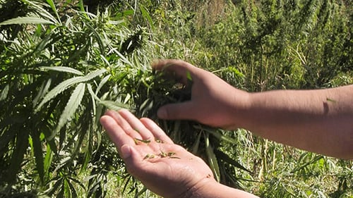 Hands Harvesting Green Plant Leaves in Field
