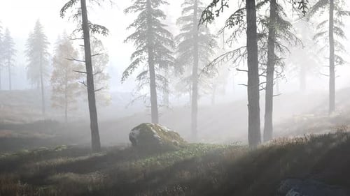 Forêt lumineuse tôt le matin dans les montagnes
