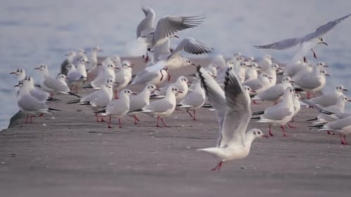 Seagulls Soar off the Concrete Pier