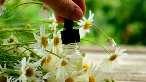 Extrato e tintura de camomila em uma pequena garrafa