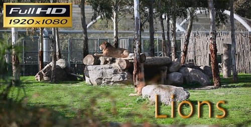 Lions Resting Peacefully in Their Enclosure