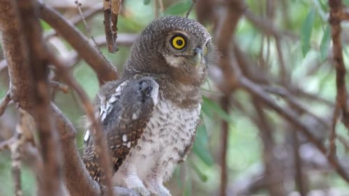 Hibou tacheté de perles regarde vers le bas et commence à huer