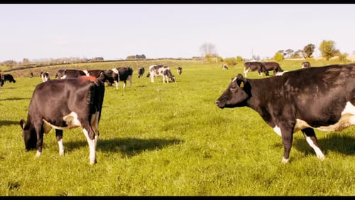 Two cattle farmers walking in the field
