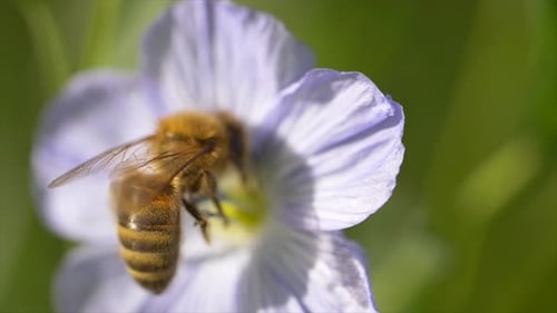 Aggressive bee with yellow and black stripes during pollination in flower during sunny day.Macro foo