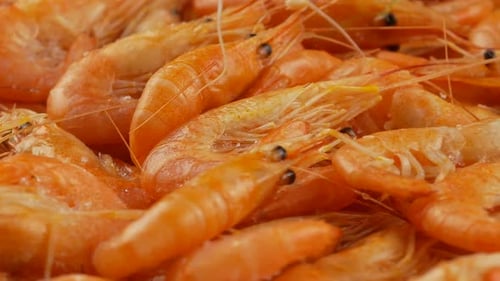 small pink shrimp close up