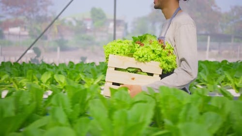 Close up of Asian male farmer wner working in vegetables hydroponic greenhouse farm with happiness.