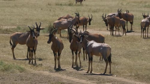 Topi antelope herd