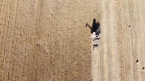 Grain Harvester in the Field Collects Wheat Grains Shooting From a Bird's Eye View