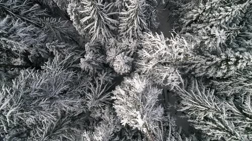 Drone Perspective Over Fresh Snow On Forest Trees