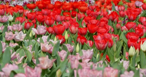 Tulips Flowers Growing at Field