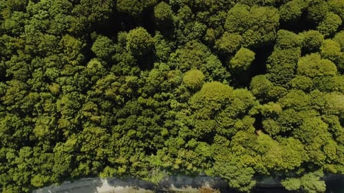 Lush Forest and Beach By the Denmark Coast on a Sunny Day