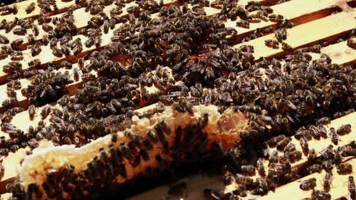 Gros plan du cadre d'abeilles mellifères recouvert d'abeilles
