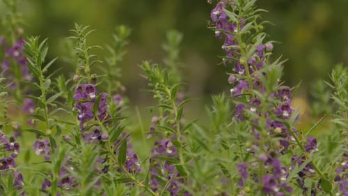 Purple Flowers
