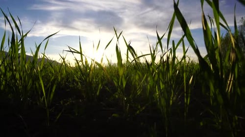 Golden Light on Growing Wheat Field