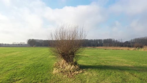Vue aérienne du saule têtard en hiver : une vidéo rustique et tranquille qui tourne autour du saule