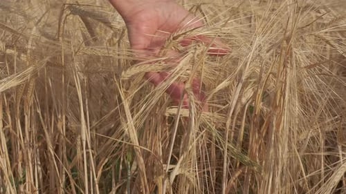 Hand Gently Touching Ripe Wheat in Field