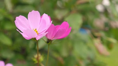 Pink Beautiful Flowers Growing in the Garden