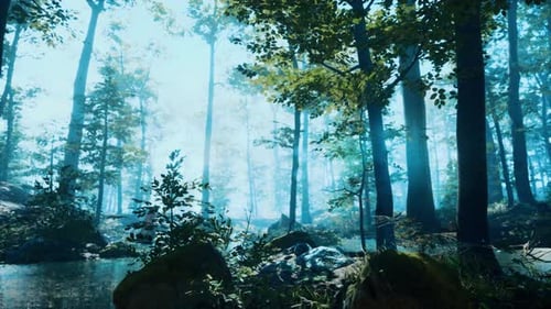 Forest with Pond and Mist with Sunrays