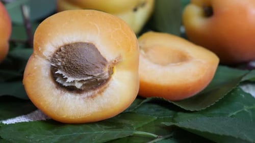 Fresh Apricot Fruit and Half One and Tree Branch with Leaves