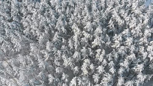 Flying Over the Snowy Tops of Trees of a Winter Pine Forest on a Sunny Day