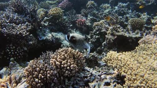Spotted Pufferfish Swimming Among Vibrant Coral Reef