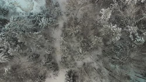 Snowy Forest Aerial Birds Eye View