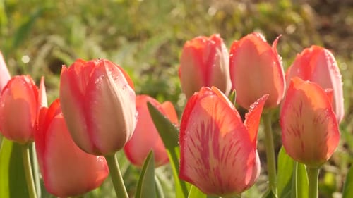 Close Up of Spring Tulips Blooming in Garden