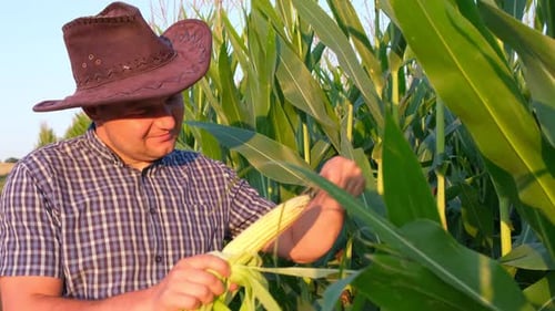 Corn Farmer Inspects Crop in Rural Field