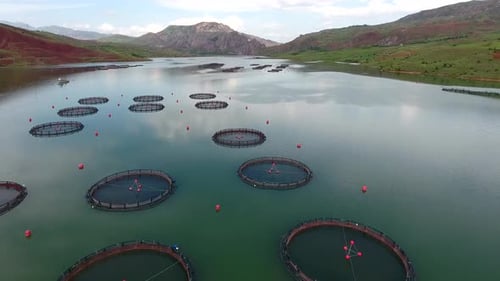 Pisciculture Fish Farming in Lake