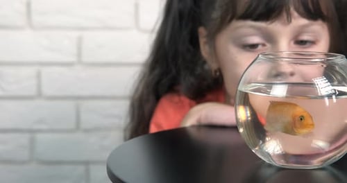Child Look at Fish in Aquarium