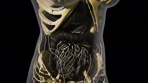 3D Human Torso Anatomy with Organs and Nervous System Animation