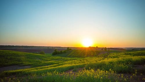 Sunset over rapeseed fields