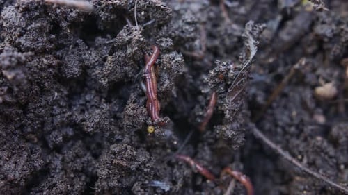 Nahaufnahme roter Regenwürmer in fruchtbarem Bio-Gartenboden