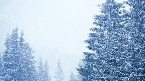 Snowfall in Winter in the Forest Soft Snowy Christmas Morning with Falling Snow