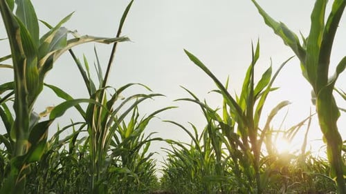 Bottom View of Young Ripening Cornfield at Sunset or Sunrise