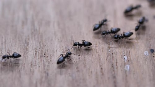 Ants Moving Fast