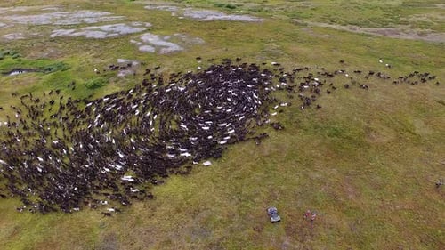 Reindeer Herd Forms a Circle From Above