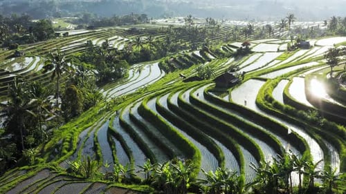 Aerial View Of Water Filled Rice Terrace At Morning. Beautiful Landscape Of Tropical Rice Fields