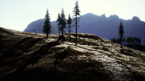 Trees on Meadow Between Hillsides with Conifer Forest