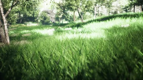 Parque verde