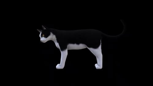 Black and White Cat İdle Side View