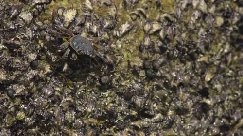 Krabbe auf dem Felsen am Strand