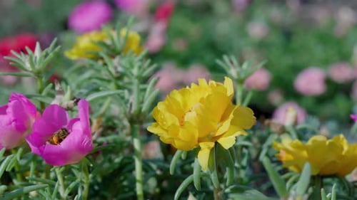 Close Up of One Honey Bee Flying Around Honeysuckle Flowers