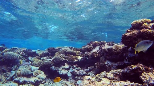 Waves and Tropical Fish