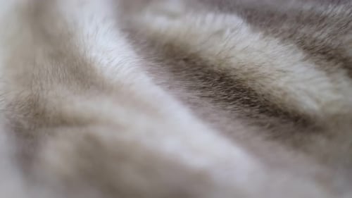 Close Up of Soft Fur with Gray Stripes