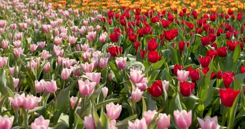 Colorful tulip farm