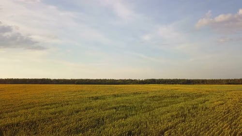 Campo de girasoles en el verano, campo, naturaleza, agua