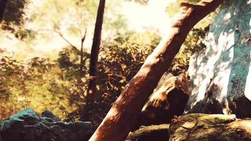 Sunshine in a Tropical Forest