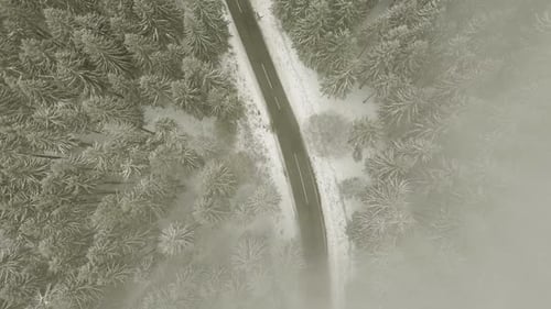 Road Through Winter Forest